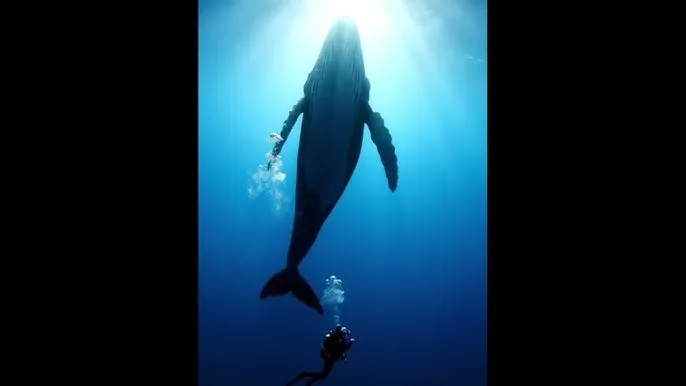 就去色播 - 深蓝星球：探索海洋深处的未知世界
